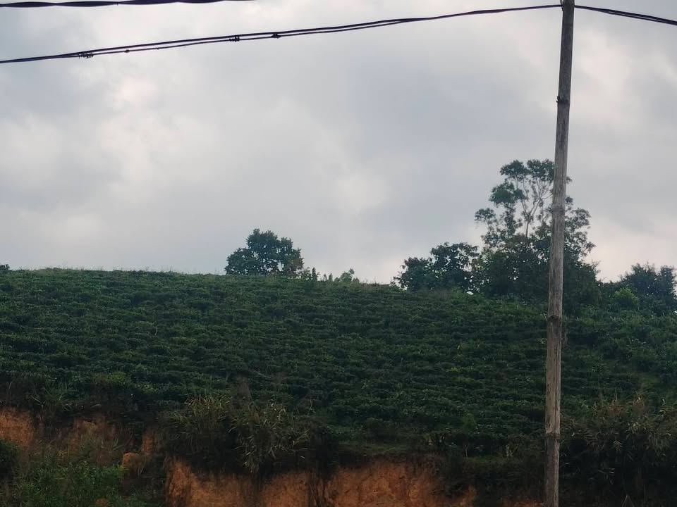 Farm vườn chè Đại Lào 1080m² giá 770 triệu - Sổ đỏ chính chủ sẵn sàng giao dịch!