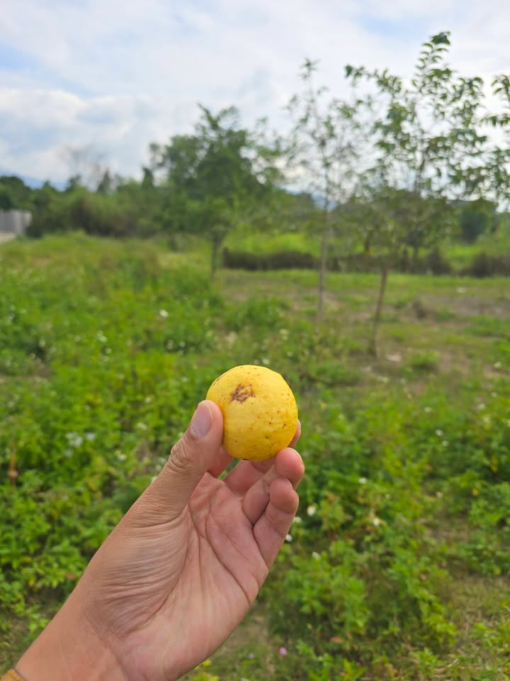 Đất tái định cư Hòn Đỏ Nha Trang 49.5m² giá 5.8 tỷ - Vị trí đắc địa, phong thủy tốt!