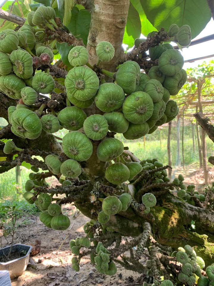 Đất nền Phú Đa - 160m² giá chỉ 300 triệu - Sổ hồng chính chủ