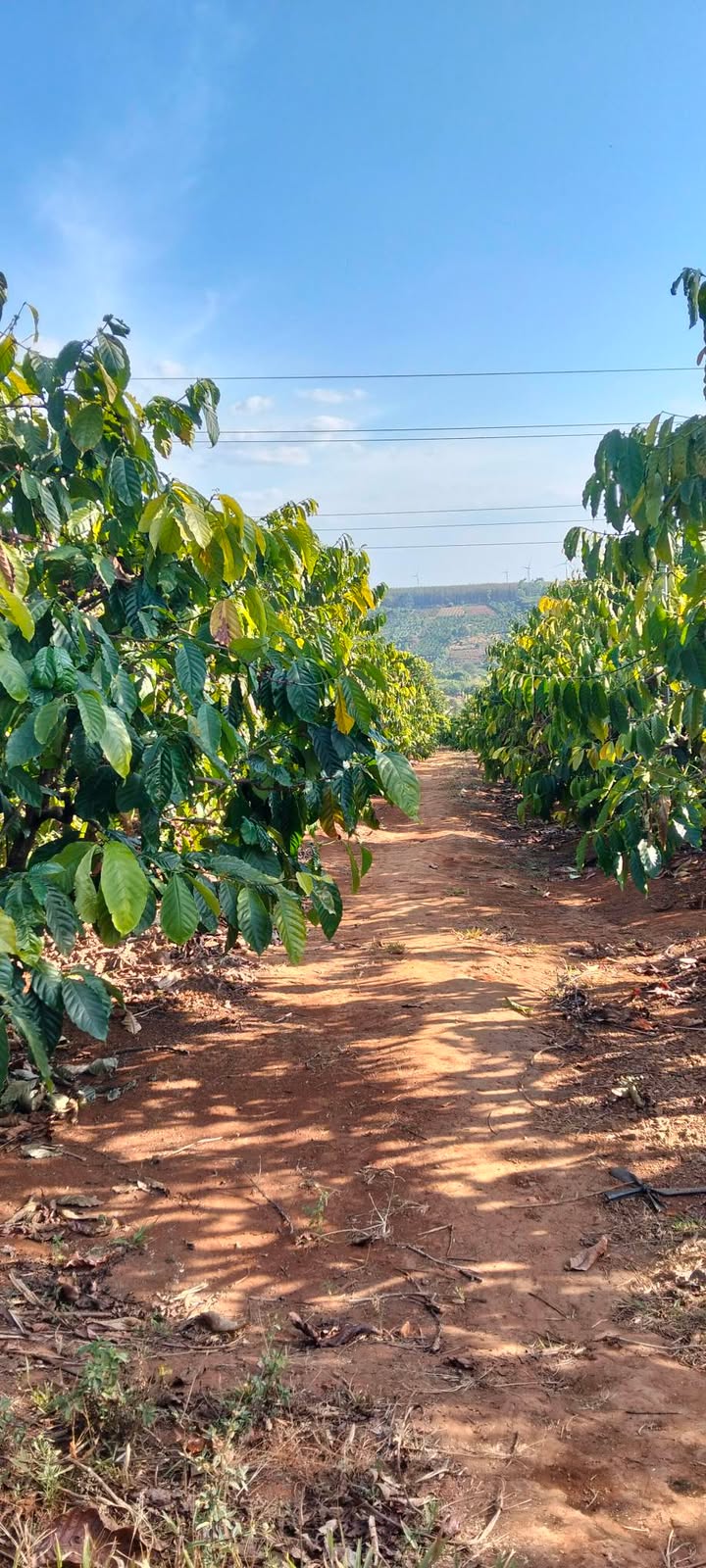 Căn hộ 64m² tại Tỉnh lộ 664, Huyện Ia Grai, Giá 6.5 tỷ - Cơ hội đầu tư sinh lời!