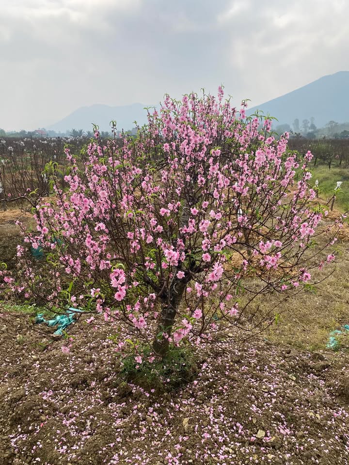 Đất nền Phường Hải An, Nghi Sơn 200m² giá 1.2 tỷ - Cách biển chỉ 300m!