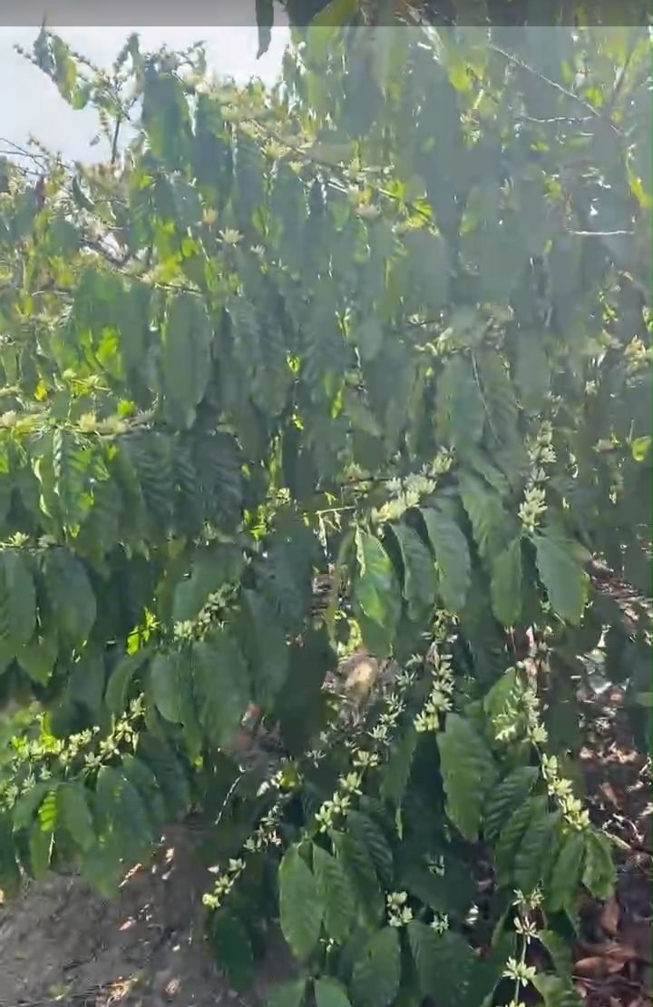 Farm 1,2ha tại Chư Sê - Giá 2,4 tỷ - Tiềm năng phát triển lớn!