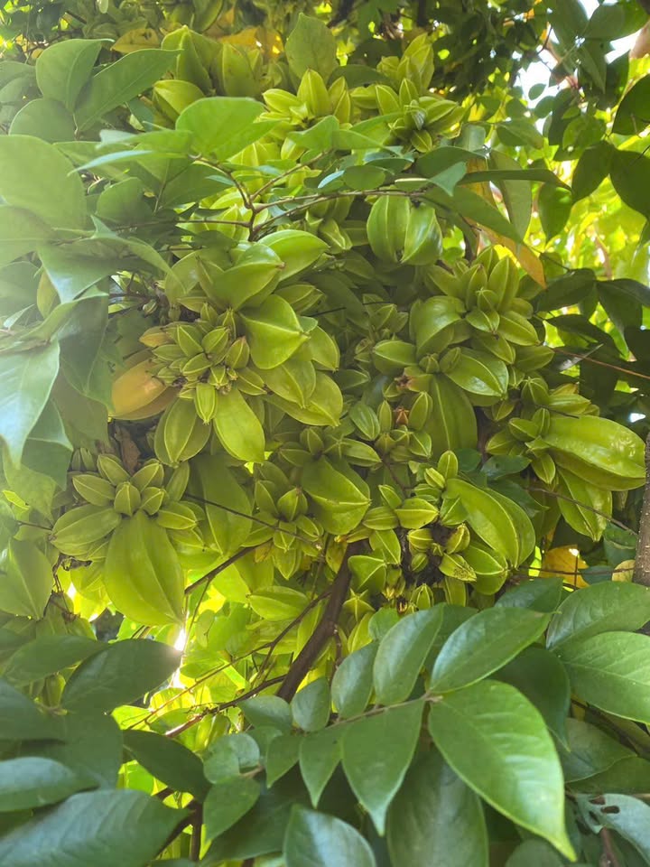 Đất thổ cư Huyện Chư Sê 280m² giá 1.2 tỷ - Bán gấp, đường nhựa ô tô vào tận nơi!