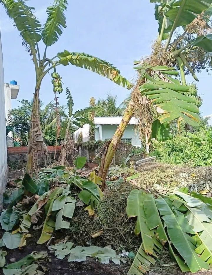 Đất Thổ Cư Phú Khương Bến Tre 149m² giá 1.55 tỷ - Cơ hội đầu tư lý tưởng!