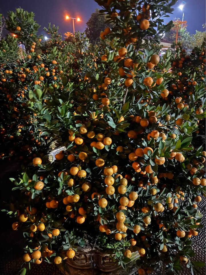 Đất nền Phường Hòa Bình 109m² giá thỏa thuận - Đầu tư sinh lời ngay!