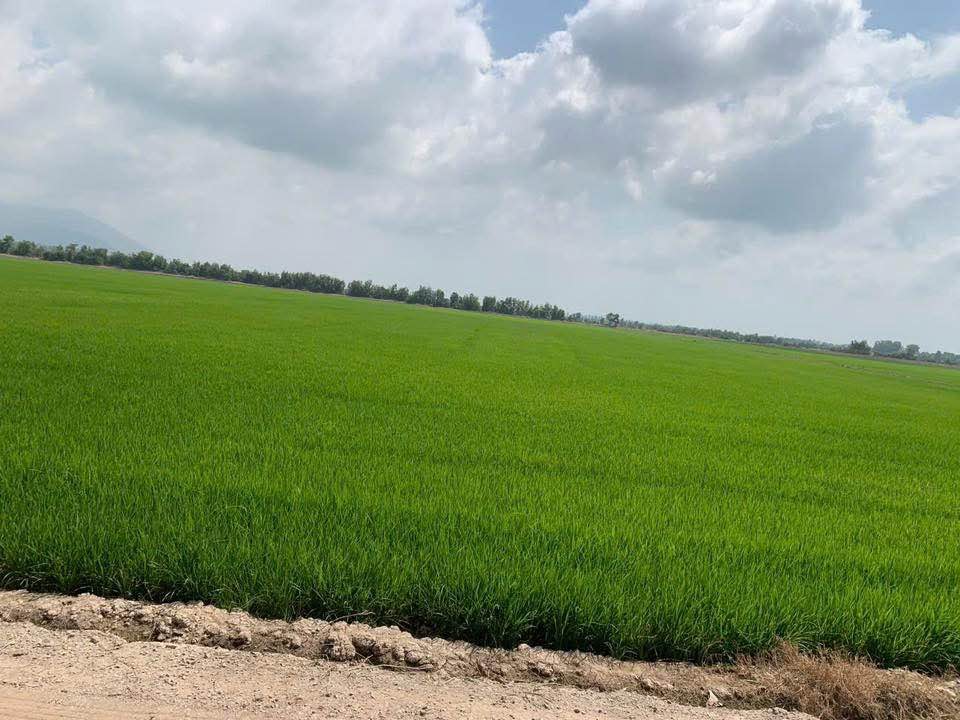 Đất lúa 200 công xã Lương An Trà, Tri Tôn, An Giang giá 26 tỷ - Giao dịch nhanh chóng!