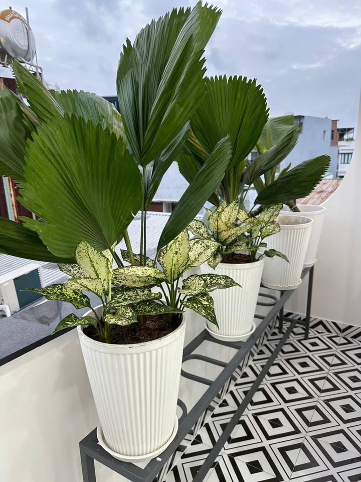 Nhà 3 tầng đường Điện Biên Phủ, diện tích 75m² giá 6 tỷ - Đầy đủ nội thất, gần sân bay!