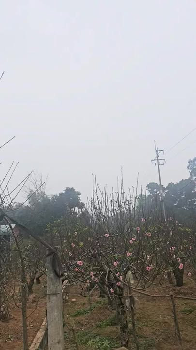 Đất nền khu giãn dân Đồi Gi Lăng, 90m² giá thương lượng - Tiềm năng đầu tư cao!