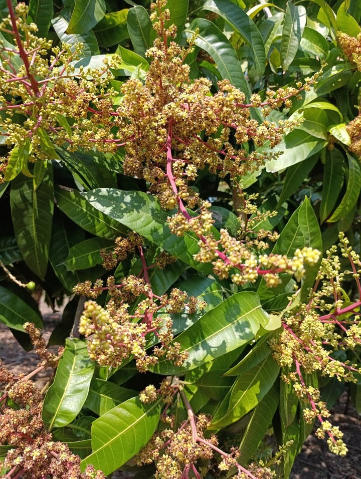 Đất vườn Xoài 1562m² tại Hồ Trị An - Chỉ 1,4 tỷ, Sổ hồng chính chủ!