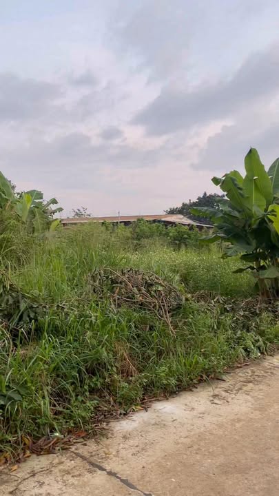 Đất nền đường Petong, Gia Kiệm, Đồng Nai, 115m² giá 585 triệu - Sổ đỏ chính chủ!