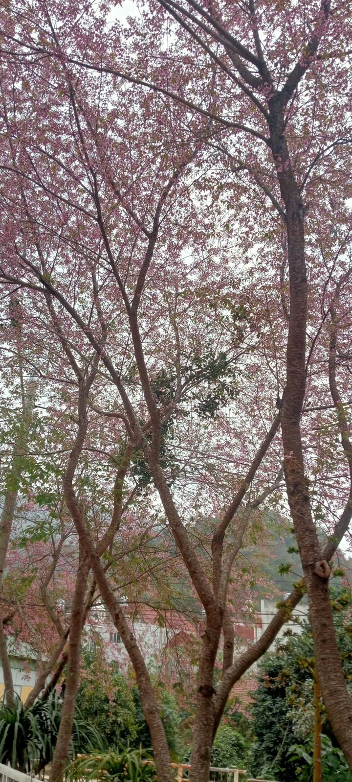 Đất nền Huyện Mộc Châu 1200m² giá 1 tỷ - Pháp lý rõ ràng!