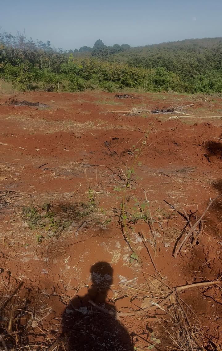 Đất nông nghiệp Lộc An, Lộc Ninh 8500m² - Đầu tư sinh lời dễ dàng!