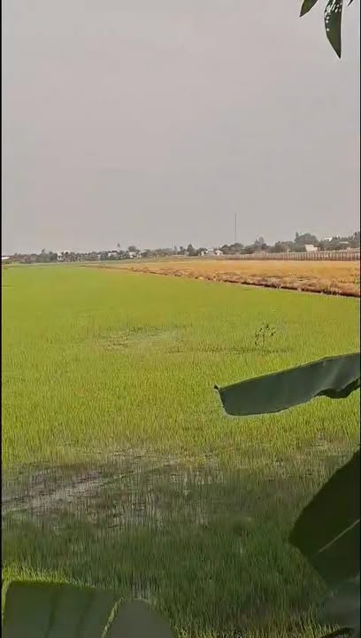 Đất nông nghiệp 15 công tại Xã Kiến Bình, Huyện Tân Thạnh - Giá chỉ 2.4 tỷ!