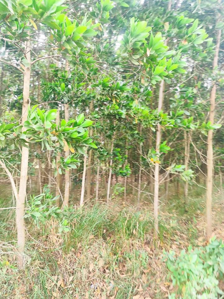 Lô đất farm 5 sào tại xã Ea Sar, huyện Ea Kar, giá chỉ 800 triệu - Đầu tư sinh lời ngay!