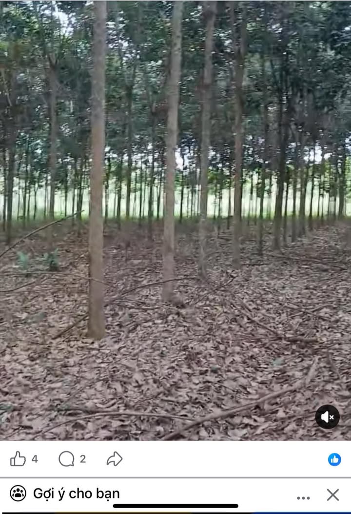 Đất nền Farm xã An Linh, huyện Phú Giáo, 10.800m² giá 1.25 tỷ - Cơ hội đầu tư hấp dẫn!