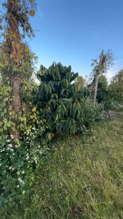 Farm Đẹp Xã Đức An 4.5ha giá 8.5 tỷ - Sổ đỏ chính chủ!