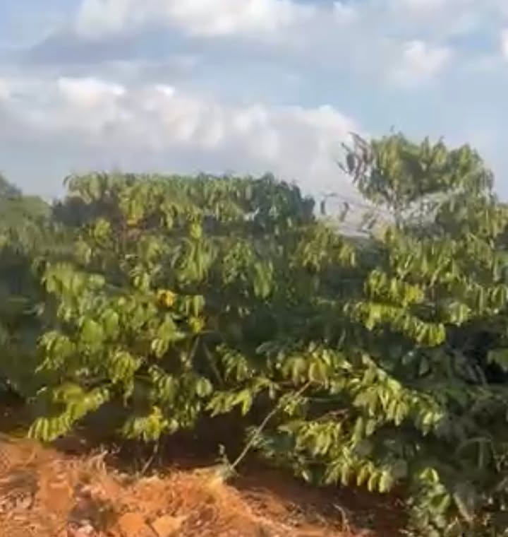 Đất nông nghiệp 7ha xã Nghĩa Thắng, giá chỉ 14 tỷ - Đầu tư sinh lời hấp dẫn!