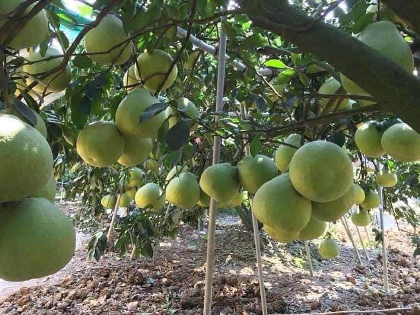 Đất vườn Bảo Vinh Long Khánh 500m² giá 550 triệu - Đầu tư sinh lời lý tưởng!