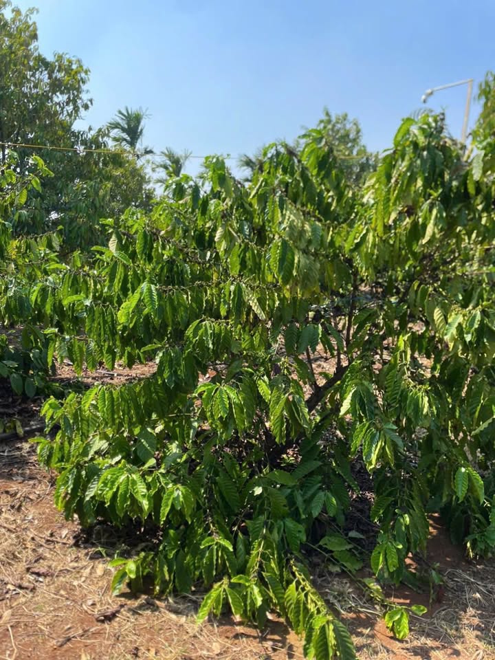 Đất nông nghiệp 2,5 sào tại Dray Bhăng, Đắk Lắk - Giá chỉ 550 triệu/sào!