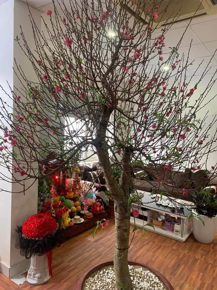 Đất Farm chính chủ Phú Lạc 9000m² giá chỉ 2 tỷ - Cơ hội đầu tư tuyệt vời!