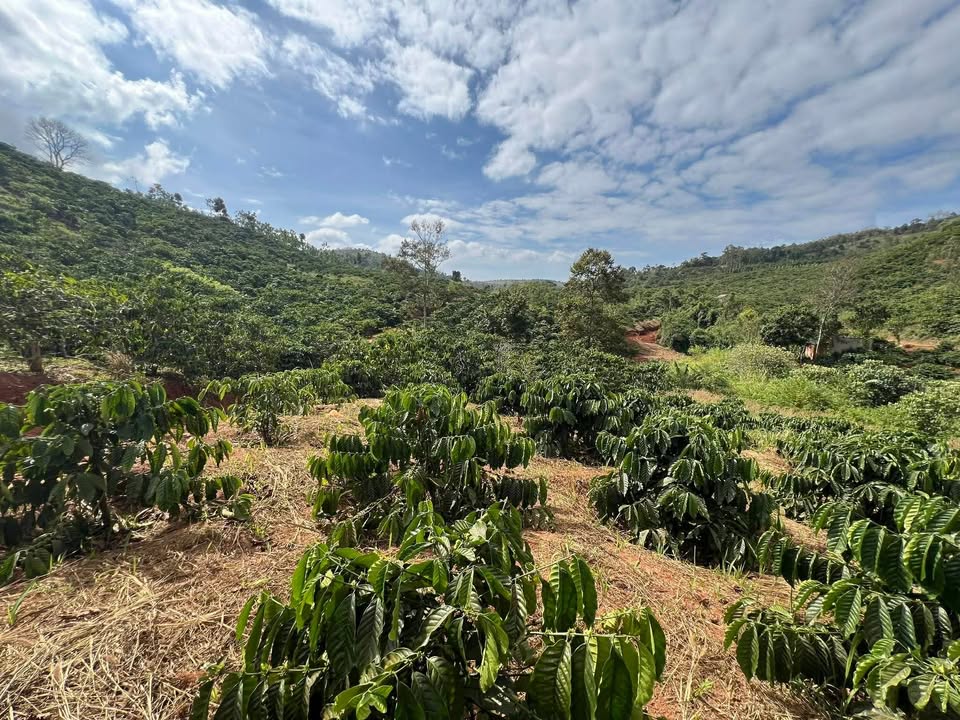 Đất Rẫy Đắk Môl 1,2ha giá 1,25 tỷ - Tiềm năng sinh lời cao!