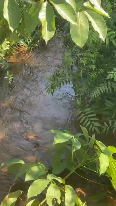 Đất nền Phường Hiệp Ninh TP. Tây Ninh 425m² giá 1.1 tỷ - Mặt suối lý tưởng!