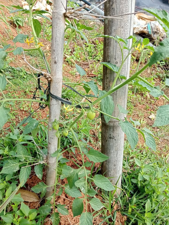 Đất Farm 4ha tại Xã Nam Ninh, Huyện Đạ Huoai - Đầu tư sinh lời 1 tỷ VND!