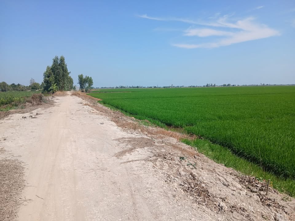 Đất Farm 33 Công tại Tân Công Sính, Tam Nông - Giá 4.455 tỷ - Cơ hội đầu tư tuyệt vời!