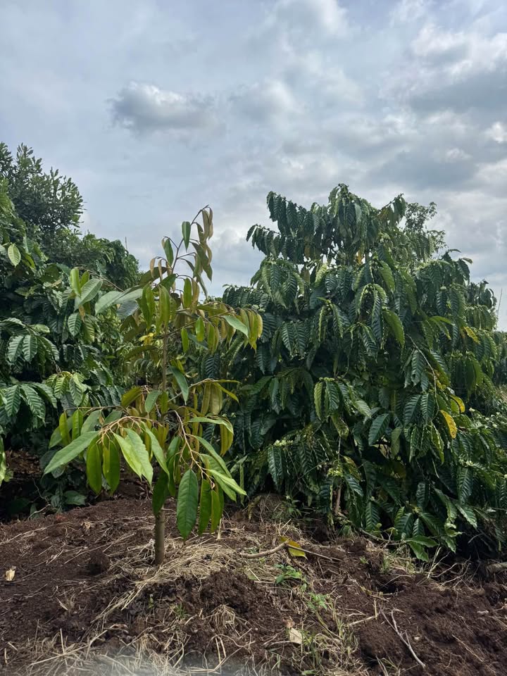 Đất Farm Ea Tam, Krông Năng 7000m² giá 2.1 tỷ - Đầu tư sinh lời ngay!