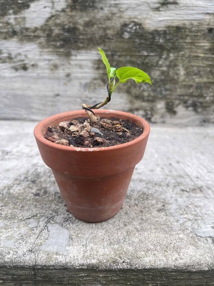 FrontHouse Trung Mỹ Tây 88m² giá 5.8 tỷ - Đang cho thuê công ty