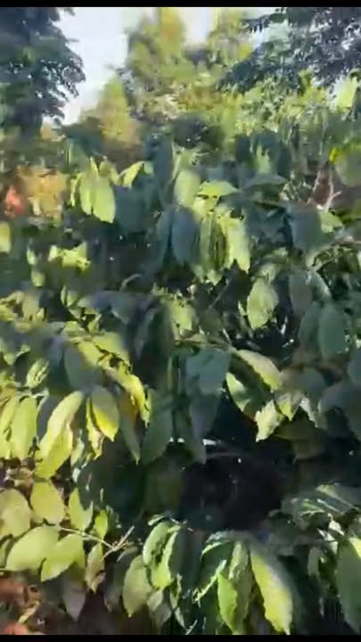 Đất nền xã Quảng Trực, huyện Tuy Đức, 10.000m² giá 705 triệu - Cơ hội đầu tư lý tưởng!