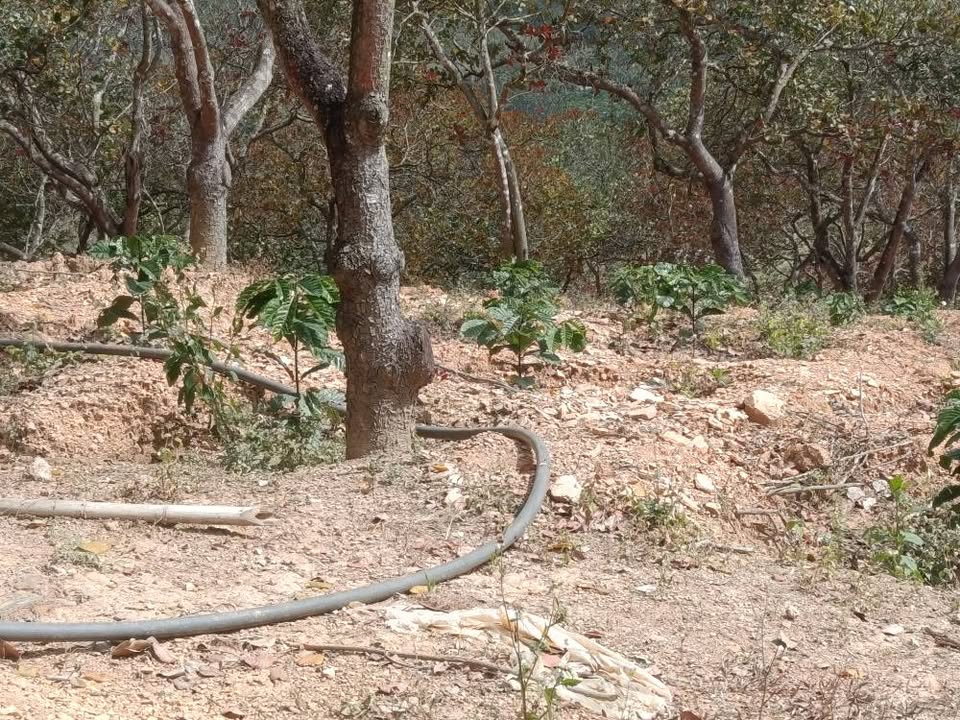 Đất Farm thôn Bắc Sơn, Đắk Mil 4ha giá chỉ 850 triệu/1ha - Cần bán gấp!