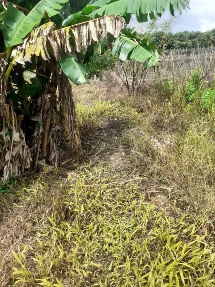 Đất nông nghiệp tại xã Tân Phú Trung, huyện Châu Thành, Đồng Tháp 1163m² - Giá chỉ 350 triệu!