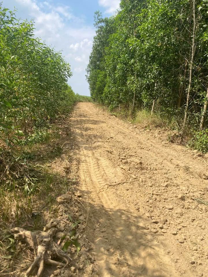 Đất Nền Xã Xuân Hòa, Quận 9, 10.000m² giá 1.8 tỷ - Pháp lý rõ ràng!