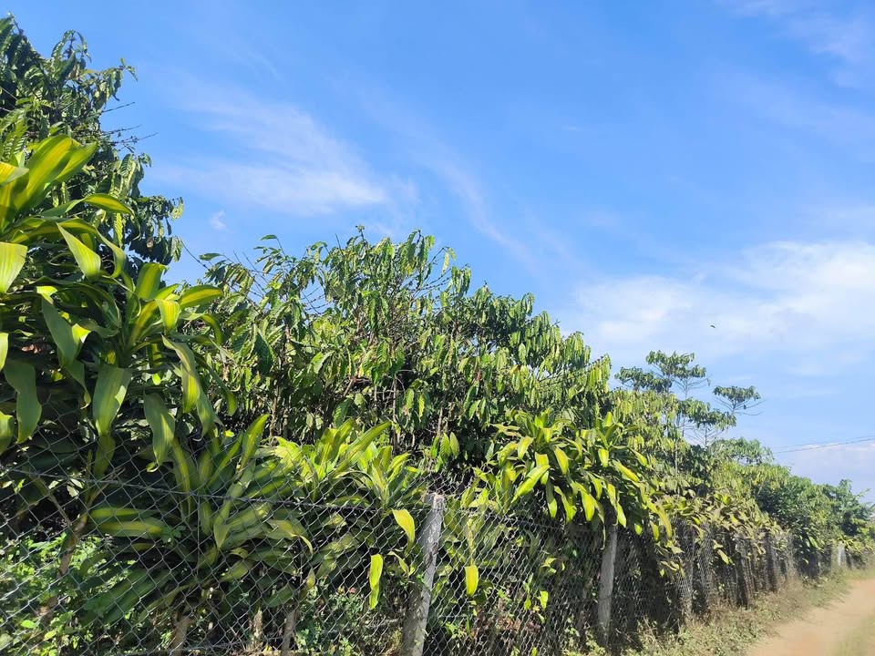 Đất nền thổ cư Bảo Lộc 735m² giá 1.47 tỷ - Đầu tư sinh lời hấp dẫn!