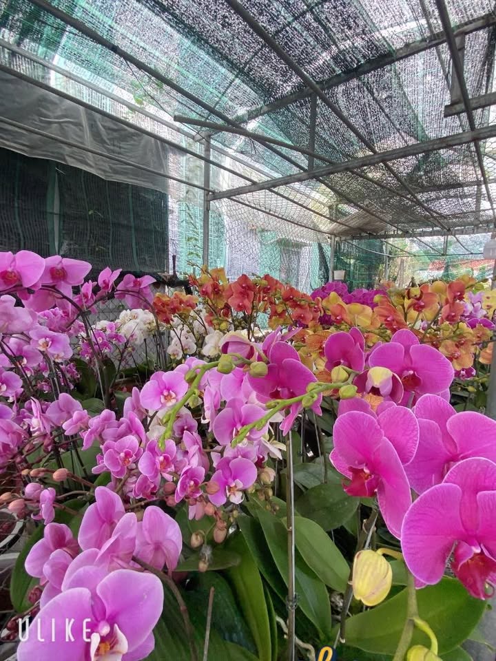 Đất thổ cư 300m² tại Thôn Bình Hiệp, Đà Nẵng - Giá chỉ 900 triệu