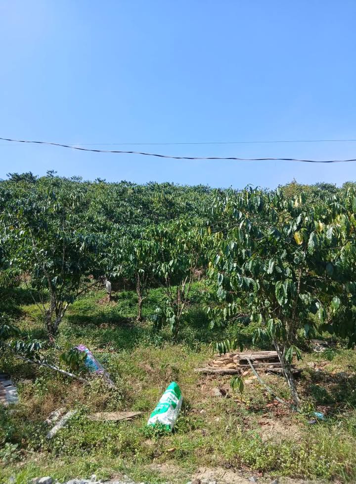 Bán vườn cà phê tại xã Đại Lào, Bảo Lộc, 2520m² - Đường bê tông ô tô vào tận nơi!