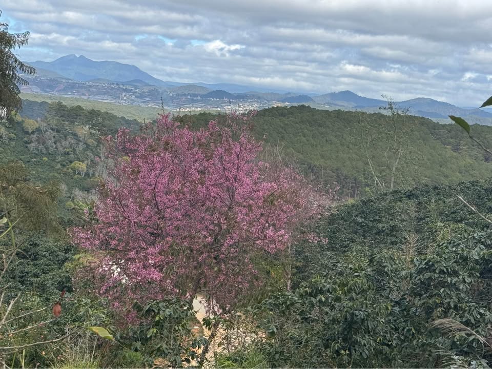 Đất nền Ninh Gia, Đức Trọng 3000m² chỉ 800 triệu - Sổ đỏ chính chủ!