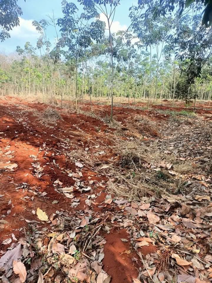 Đất Farm 7 sào Xã Tân Lợi - Giá thỏa thuận hấp dẫn gần chợ