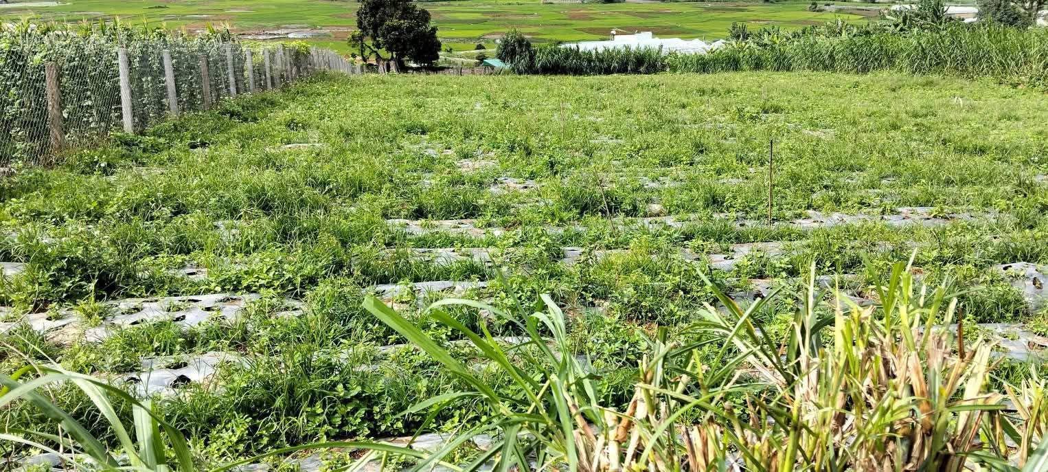 Đất nền Quy Đức, Bình Chánh 900m² giá 1 tỷ - View đồng lúa tuyệt đẹp