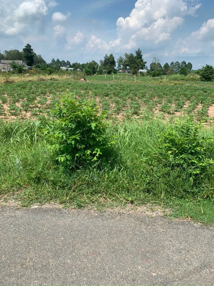 Đất nền sổ đỏ Khu phố 4, Huyện Cần Giờ 150m² giá 1.55 tỷ - Cơ hội đầu tư hấp dẫn!