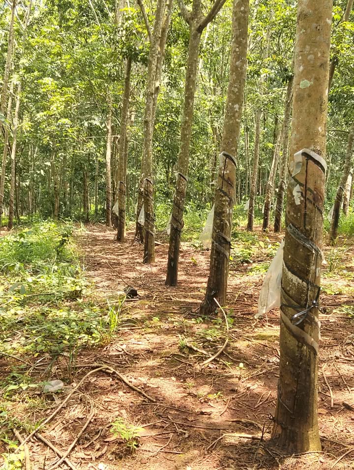 Đất Farm 8 sào tại Thanh Lương, Bình Long – Giá 1 tỷ, ô tô vào tận nơi!