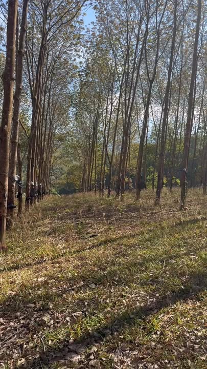 Farm 9ha tại Đắk Kan, Ngọc Hồi, Kon Tum giá 6.5 tỷ - Đầu tư sinh lời hấp dẫn!