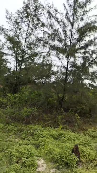 Đất nền biển 4000m² tại Thăng Bình, Quảng Nam - Đầu tư lý tưởng chỉ 7,3 tỷ!