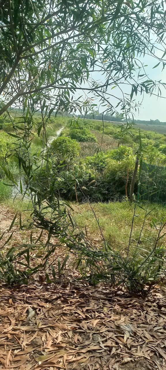 Đất Farm 46.000m² tại Xã Thạnh Hòa, Huyện Tân Phước, Giá 14 tỷ - Đầu tư sinh lời tuyệt vời!