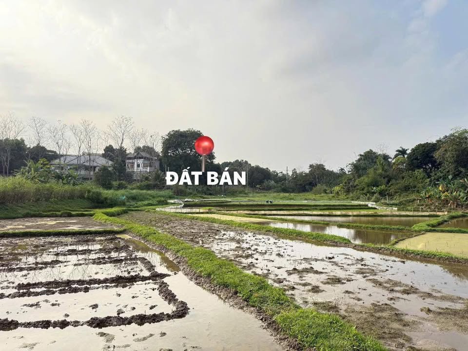 Đất nền Phường Sơn Lộc, Sơn Tây 1000m² giá thỏa thuận - Đầu tư sinh lời tiềm năng!