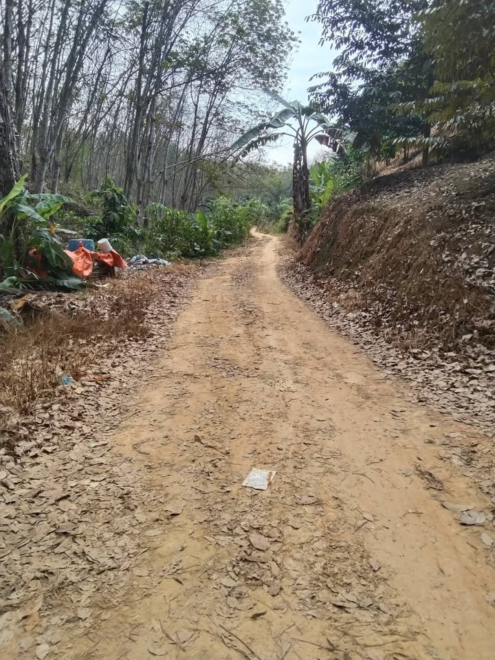 Đất vườn sầu riêng 3ha tại Mỹ Đức, Đạ Huoai - Giá chỉ 2 tỷ, đầu tư sinh lời!