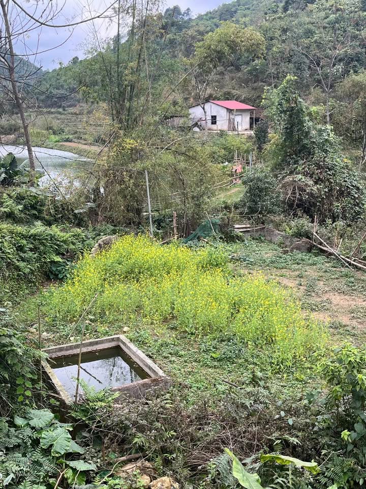 Đất vườn và ao rộng 43.000m² tại Bắc Cường, Lào Cai - Giá chỉ 900 triệu!