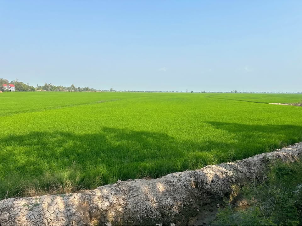 Đất nông nghiệp 13.000m² tại Tân Công Sính, giá chỉ 130 triệu - Cơ hội đầu tư hấp dẫn!