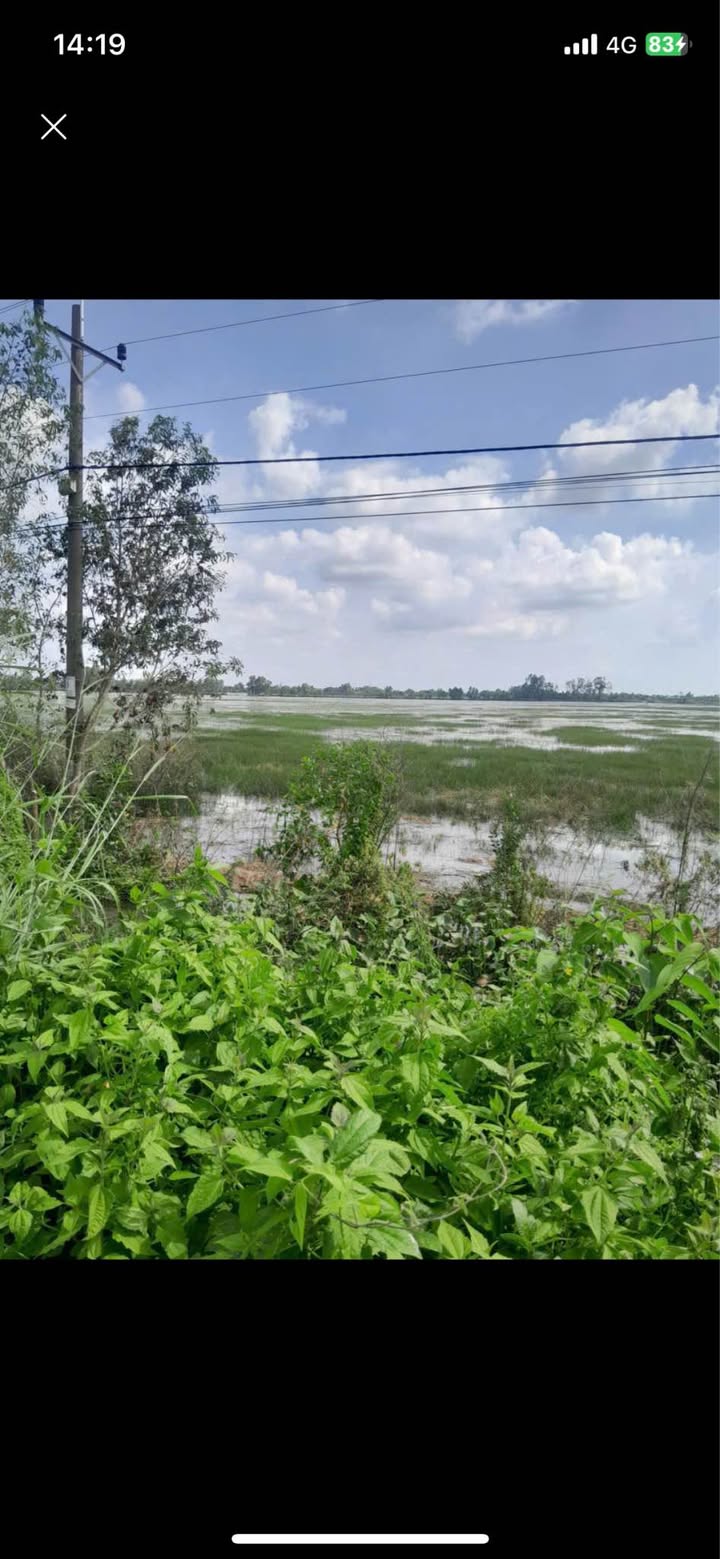 Đất Ruộng 500.000m² tại Xã Phú Mỹ, Giang Thành giá 17.5 tỷ - Đầu tư sinh lời ngay!